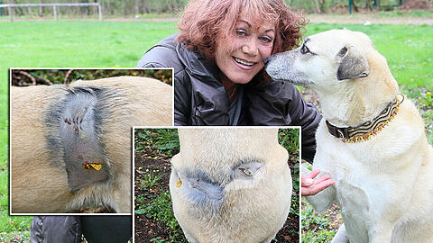 Gundy Grand und ihre &bdquo;Wuffel&ldquo;, ein Kangal-Mischling. Den Hund hat sie vor fünf Jahren nach München gebracht, sie sind oft im Englischen Garten unterwegs.