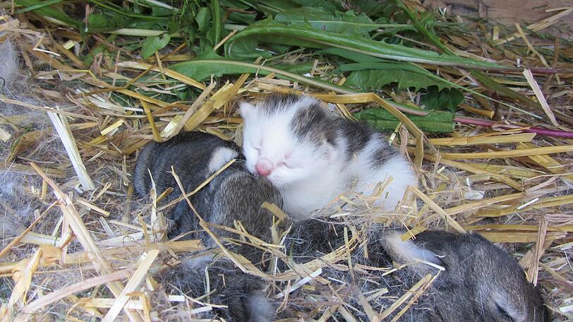 Flauschige Patchwork-Familie: Katzenbaby Mia, ihre Kaninchen-Geschwister und Riesenschecke Sarah.
