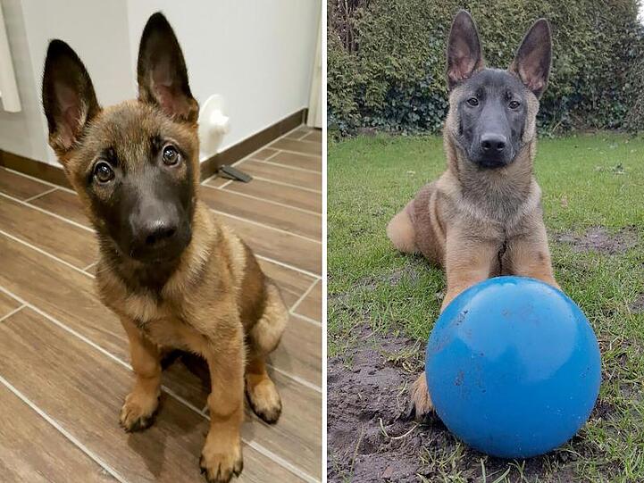 Der Malinoisrüde Jack im Alter von 12 Wochen im Dezember 2016 und im Dezember 2018.