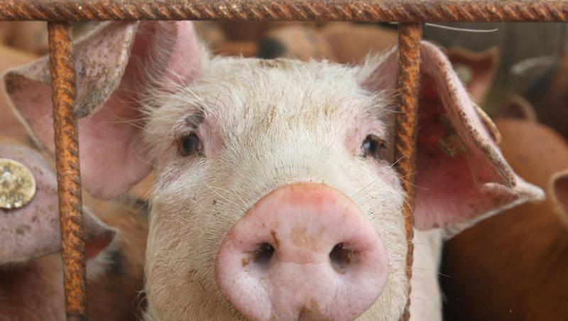 Das Grunzen hungriger Schweine in Miltenberg rief die Polizei auf den Plan Das Grunzen hungriger Schweine in Miltenberg rief die Polizei auf den Plan