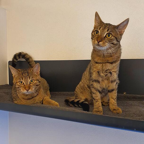 Zwei Katzen (Symbolbild). Zwei Katzen (Symbolbild).