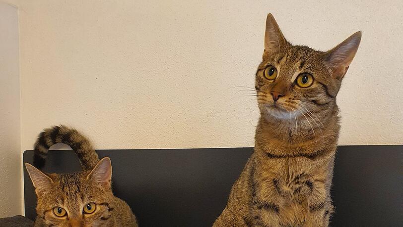 Zwei Katzen (Symbolbild). Zwei Katzen (Symbolbild).