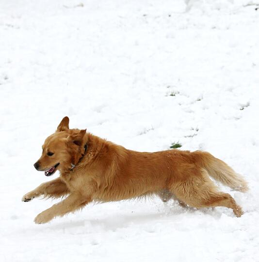 Ein Hund tobt im Englischen Garten durch den Schnee.