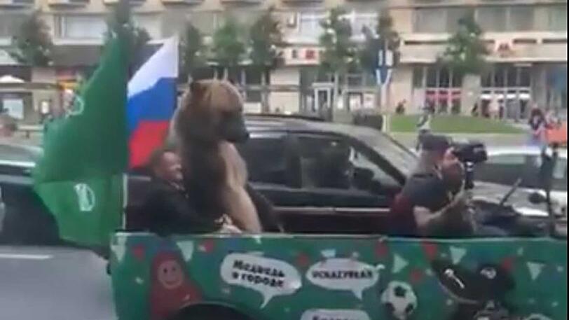 Ein lebendiger Bär jubelt in Russland nach dem Sieg der Nationalmannschaft.