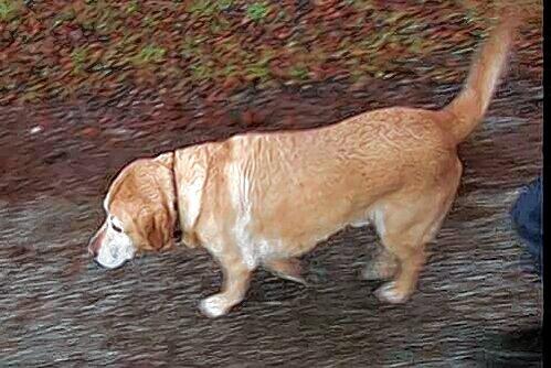 Das ist Kuno. Der neunjährige Labrador ist der Familienhund im Hause Hoeneß.