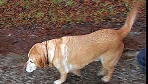 Das ist Kuno. Der neunjährige Labrador ist der Familienhund im Hause Hoeneß. Das ist Kuno. Der neunjährige Labrador ist der Familienhund im Hause Hoeneß.