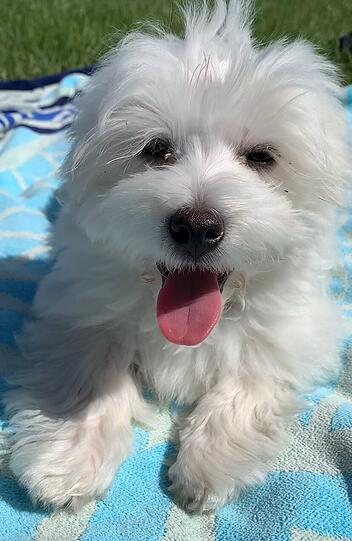 Balu