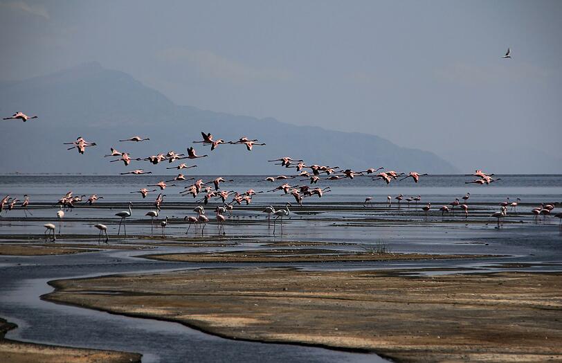 Der Lake Natron im Norden Tansanias wirkt wie aus einer anderen Welt - und ist ebenso sch&ouml;n wie gef&auml;hrlich. Sein stark alkalisches Wasser kann Haut und Augen ver&auml;tzen, Lebewesen, die hineingeraten, werden durch die hohen Salz- und Mineralstoffwerte regelrecht mumifiziert. Doch ausgerechnet hier haben Flamingos ihr Paradies gefunden: Sie br&uuml;ten zu Tausenden auf den salzverkrusteten Inseln.