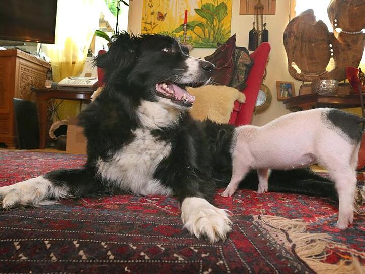 Hündin Molly säugt das knapp sechs Wochen alte Ferkel Rosa. Die Border Collie Hündin nährt das Ferkel, welches zu klein war sich gegen seine Geschwister an den Zitzen der Muttersau durchzusetzen.