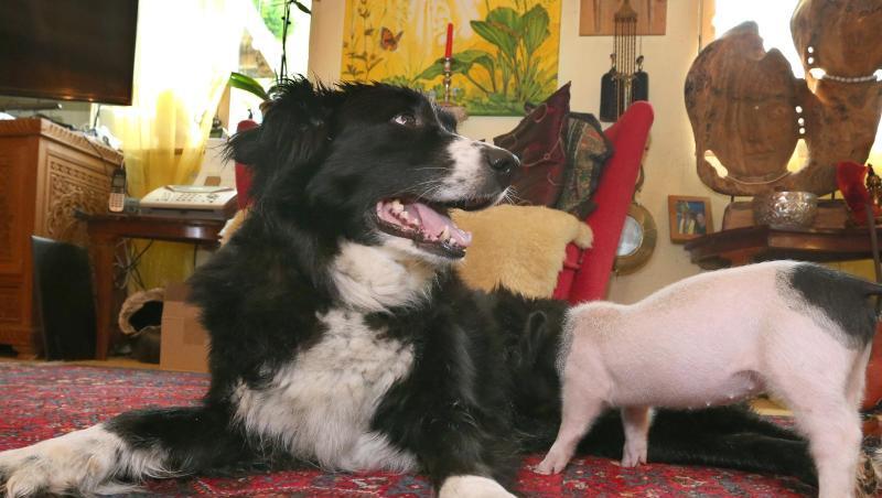 Hündin Molly säugt das knapp sechs Wochen alte Ferkel Rosa. Die Border Collie Hündin nährt das Ferkel, welches zu klein war sich gegen seine Geschwister an den Zitzen der Muttersau durchzusetzen. Hündin Molly säugt das knapp sechs Wochen alte Ferkel Rosa. Die Border Collie Hündin nährt das Ferkel, welches zu klein war sich gegen seine Geschwister an den Zitzen der Muttersau durchzusetzen.