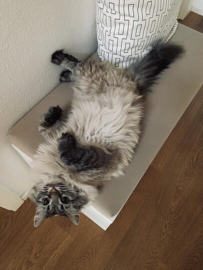 Coco