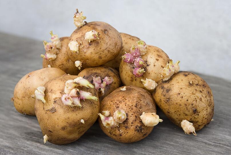 Auch Kartoffeln enthalten Solanin, besonders unter der Schale und an gr&uuml;nen und keimenden Stellen. Das ist ein Grund, Kartoffeln nicht roh zu verzehren. Ein weiterer ist, dass die enthaltene St&auml;rke ungekocht nur schwer zu verdauen ist und bitter schmeckt. Keimen Kartoffeln sehr stark, sollten Sie sie auch in gekochtem Zustand nicht essen.
