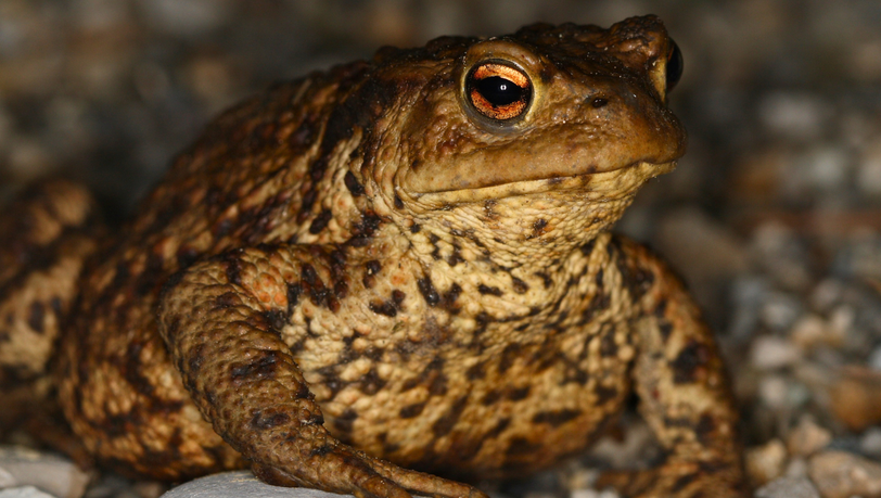 Der LBV bew&auml;ssert Laichgebiete f&uuml;r Amphibien k&uuml;nstlich.