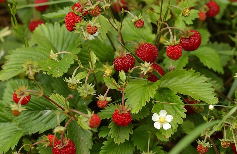 Die roten, stark duftenden Erdbeeren werden von Vögeln und Säugern gleichermaßen verbreitet.