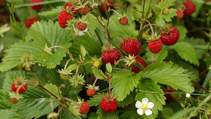 Die roten, stark duftenden Erdbeeren werden von Vögeln und Säugern gleichermaßen verbreitet. Die roten, stark duftenden Erdbeeren werden von Vögeln und Säugern gleichermaßen verbreitet.