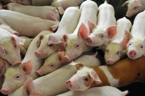 Sie müssen ihren Namen für die Influenza A/H1N1 - genannt Schweinegrippe - hergeben.