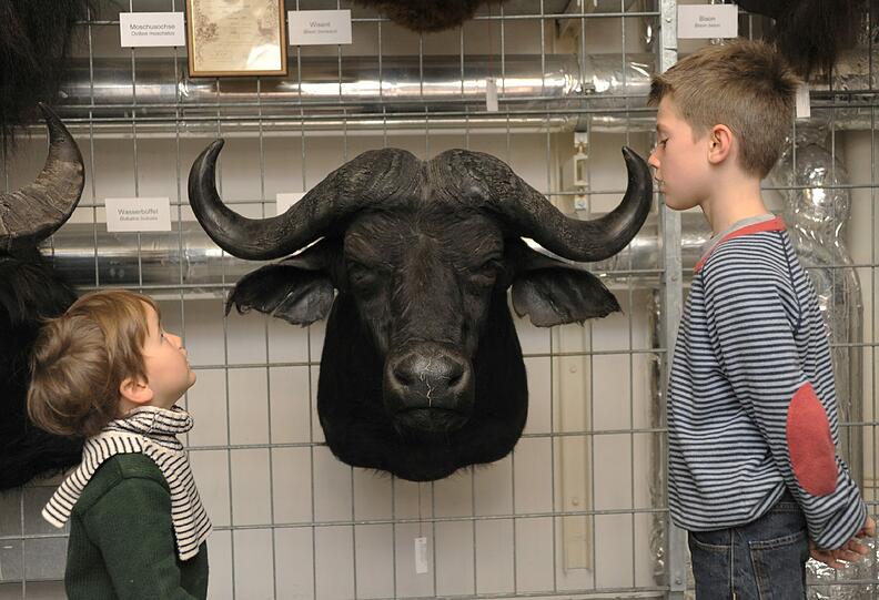 Der Kopf eines Wiesent. Über 25.000 Exponate präsentierte die Zoologische Staatssammlung am Samstag bei ihrem Tag der Offenen Tür. Die Bilder.