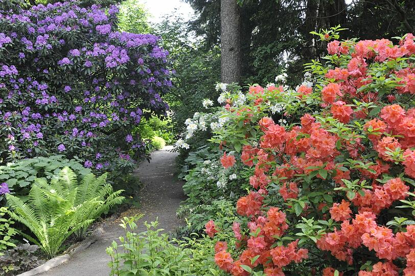 Im Botanischn Garten blüht es derzeit überall, am Pfingstwochenede gibt es außerdem reichlich Programm.