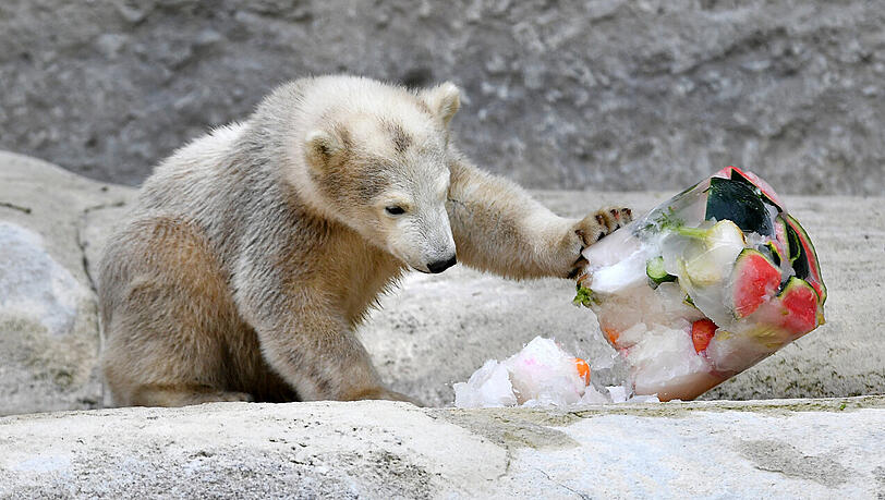 Eisbärmädchen Quintana darf ab heute in den Tiefen des Polarparks in Hellabrunn herumschnuppern. Eisbärmädchen Quintana darf ab heute in den Tiefen des Polarparks in Hellabrunn herumschnuppern.