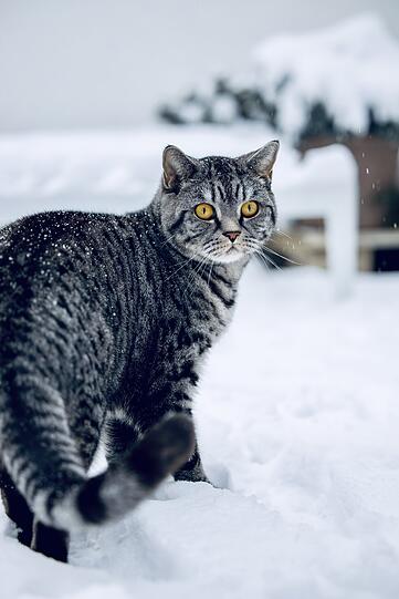 Emil