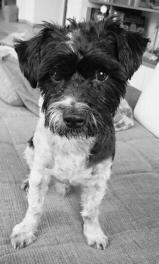 Oben schwarz, unten weiß: Seit Donnerstag wird der kleine Samy vermisst. Das Hündchen trägt ein Brustgeschirr.