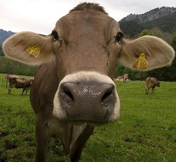 Wer in gefährdeten Ländern unterwegs war, solle nicht unmittelbar danach heimische Ställe besuchen.