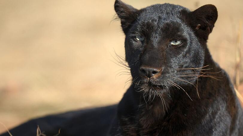 Eigentlich nicht in Bayern heimisch: der schwarze Panther. (Symbolbild)