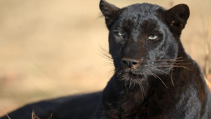 Eigentlich nicht in Bayern heimisch: der schwarze Panther. (Symbolbild) Eigentlich nicht in Bayern heimisch: der schwarze Panther. (Symbolbild)