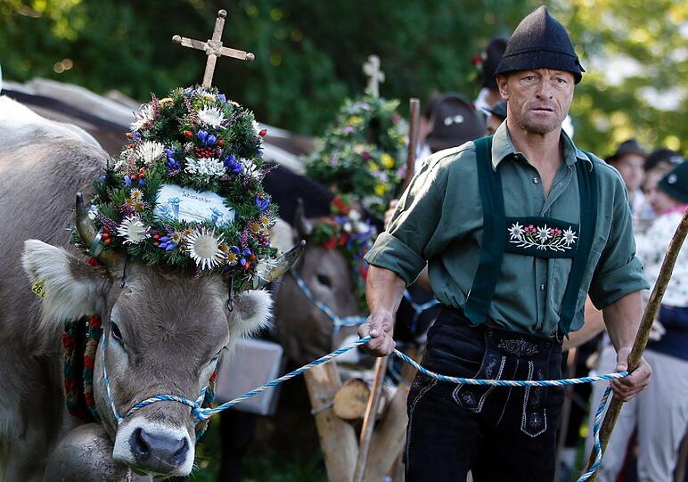 Mit brauchtümlichen Trachten treiben die Bauern ihre prachtvoll geschmückten Kühe ins Tal. Die Bilder vom Almabtrieb!