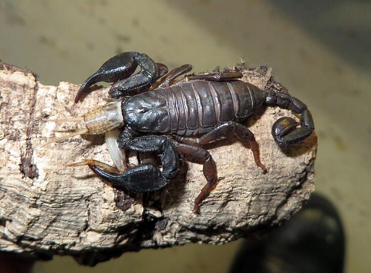 Nach dem exotischen Fund in Laim wird ein neues Zuhause für den kleinen Scorpion-King gesucht.