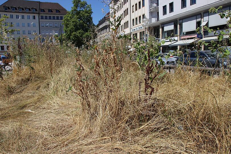 Vertrocknetes Gras überall.