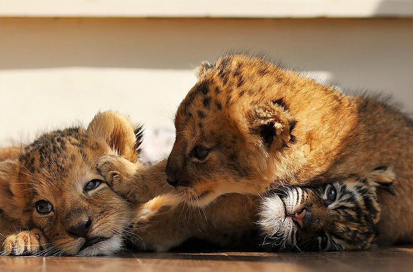Die beiden kleinen Raubkatzen im japanischen Safari-Zoo