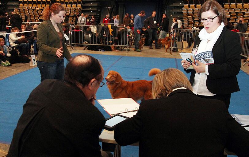 Die kanadische Hunderasse Nova Scotia Duck Tolling Retriever bei der Bewertung.