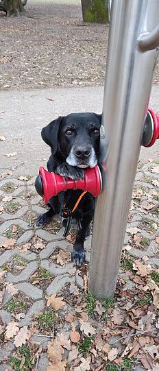 Spiel, Spaß und viele Leckis. Mein Name ist Bobby und ich bin schon ein alter Hase im Wettbewerbsbusiness. Aber den Jungspunden zeige ich mit Links, wie Senioren mit vielen Tricks im Rampenlicht stehen. Als Belohnung sag ich zu Leckis nie Nein!