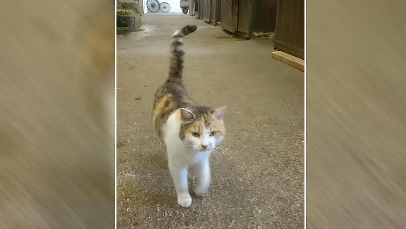 Dienstkatze "Momo" im Einsatz. Der Rechnungshof sah keinerlei Veranlassung, die Kosten für die Katzen zu beanstanden. Dienstkatze "Momo" im Einsatz. Der Rechnungshof sah keinerlei Veranlassung, die Kosten für die Katzen zu beanstanden.