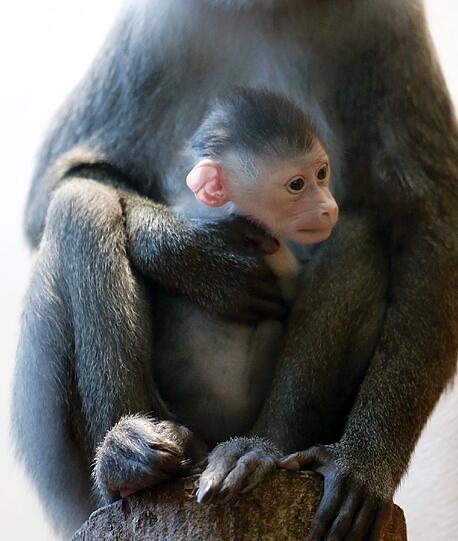 Bilder vom neuen Drill-Baby im Tierpark Hellabrunn