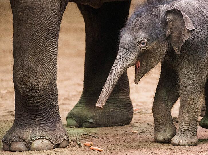 Süß: Der zuvor mit dem Namen Kanja benannte jüngste Elefantennachwuchs in Hagenbecks Tierpark spielt am in Hamburg in seiner Herde und erkundet die Umgebung. Das Elefantenbaby Kanja ist vor rund zwei Wochen geboren worden.