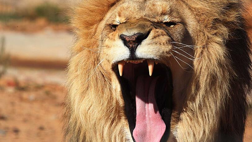 Ein Löwen-Rudel hat in einem Reservat in Südafrika drei mutmaßliche Wilderer gefressen. Ein Löwen-Rudel hat in einem Reservat in Südafrika drei mutmaßliche Wilderer gefressen.