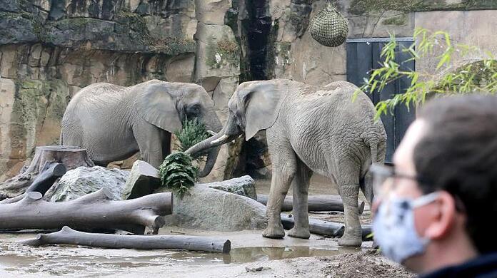 Aafrikanische Elefanten im Duisburger Zoo.