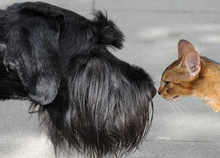 Hund und Katze sind einfach zu vergesellschften - wenn sie zusammen aufwachsen.