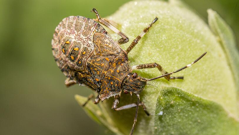 Charakteristisch f&uuml;r die Marmorierte Baumwanze (Halyomorpha halys) sind vor allem die graubraun marmorierte F&auml;rbung und die hell-dunkel geb&auml;nderten F&uuml;hler