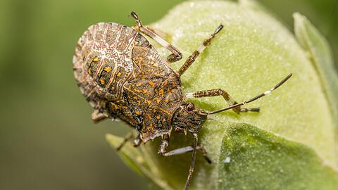 Charakteristisch f&uuml;r die Marmorierte Baumwanze (Halyomorpha halys) sind vor allem die graubraun marmorierte F&auml;rbung und die hell-dunkel geb&auml;nderten F&uuml;hler
