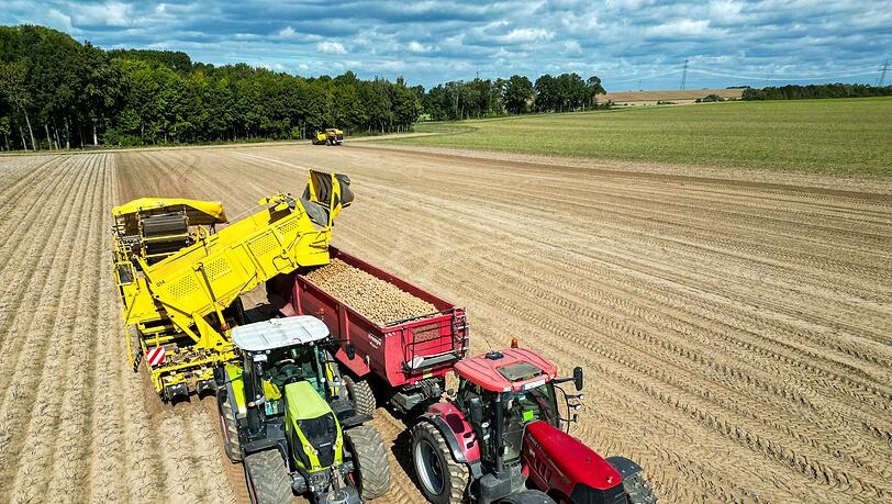 Die Kartoffelbauern haben in diesem Jahr eine sehr gute Ernte eingefahren - es sind sogar zu viele Kartoffeln, die Preise sind relativ schlecht. (Archivfoto) Die Kartoffelbauern haben in diesem Jahr eine sehr gute Ernte eingefahren - es sind sogar zu viele Kartoffeln, die Preise sind relativ schlecht. (Archivfoto)