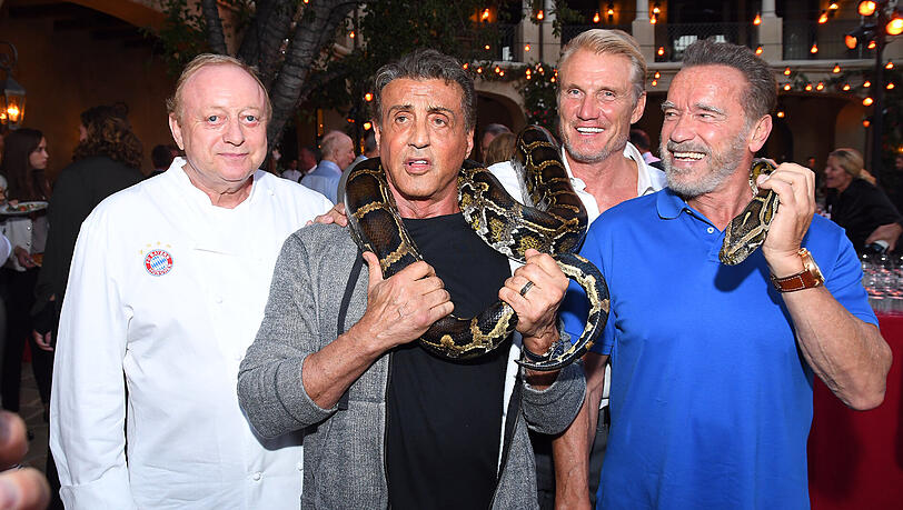 Hatten sichtlich Spaß: Münchens Starkoch Alfons Schuhbeck, Stallone, der schwedische Schauspieler Dolph Lundgren und Schwarzenegger (v.li.) mit einer Riesen-Schlange. Hatten sichtlich Spaß: Münchens Starkoch Alfons Schuhbeck, Stallone, der schwedische Schauspieler Dolph Lundgren und Schwarzenegger (v.li.) mit einer Riesen-Schlange.