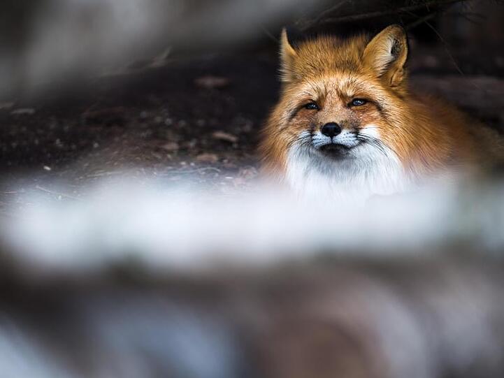 Ein Rotfuchs. Foto: Alexander Heinl/dpa/Archivbild