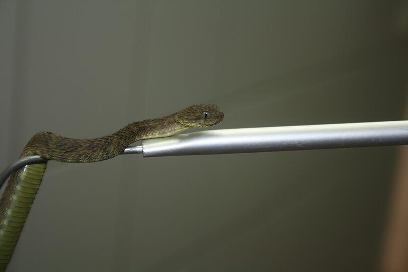 Diese Buschviper kann endlich klettern.