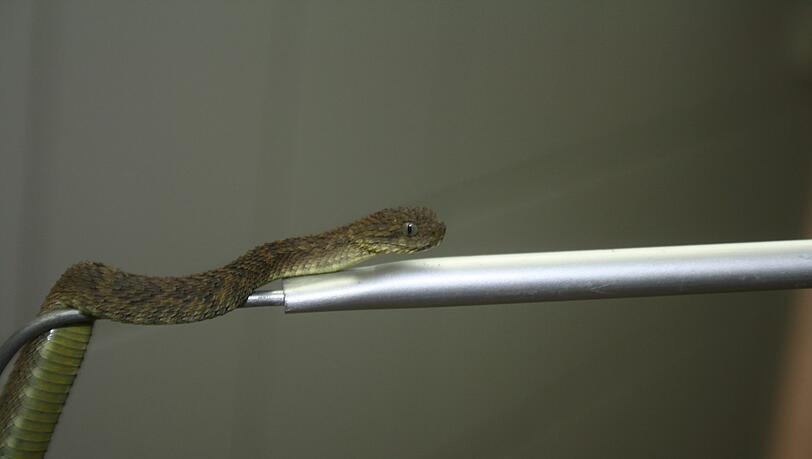 Diese Buschviper kann endlich klettern. Diese Buschviper kann endlich klettern.