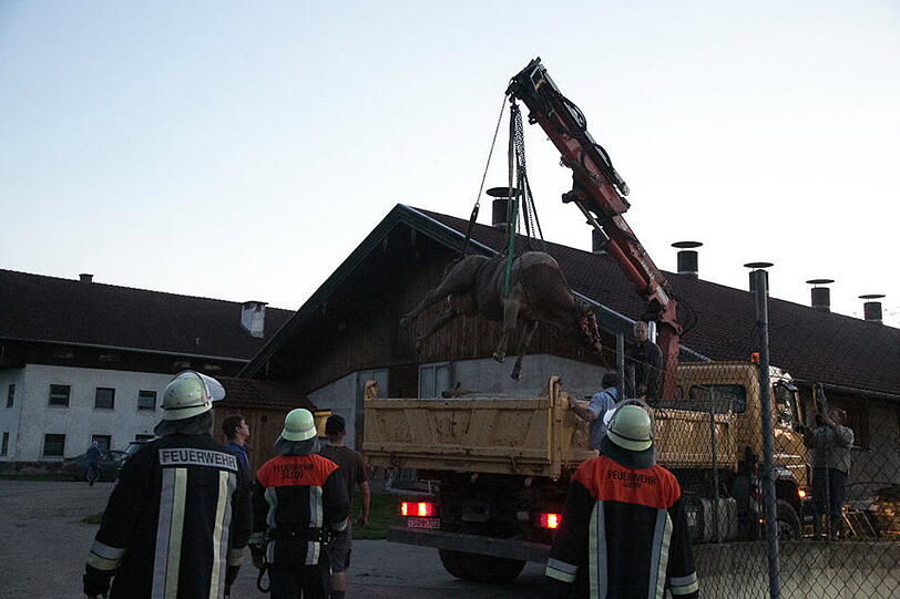 Bei Seeon-Seebruck ist eine Kuh in eine Güllegrube gestürzt und wurde mit Hilfe der Feuerwehr aus ihrer misslichen Lage befreit. Die Bilder...