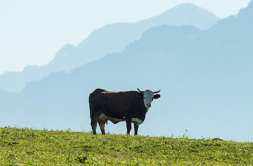 Milch bringt immer weniger Geld. Das belastet vor allem die Bauern in Bayern.