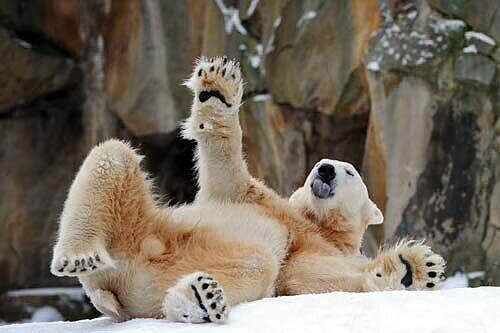 Eisbär Knut ist gestorben.